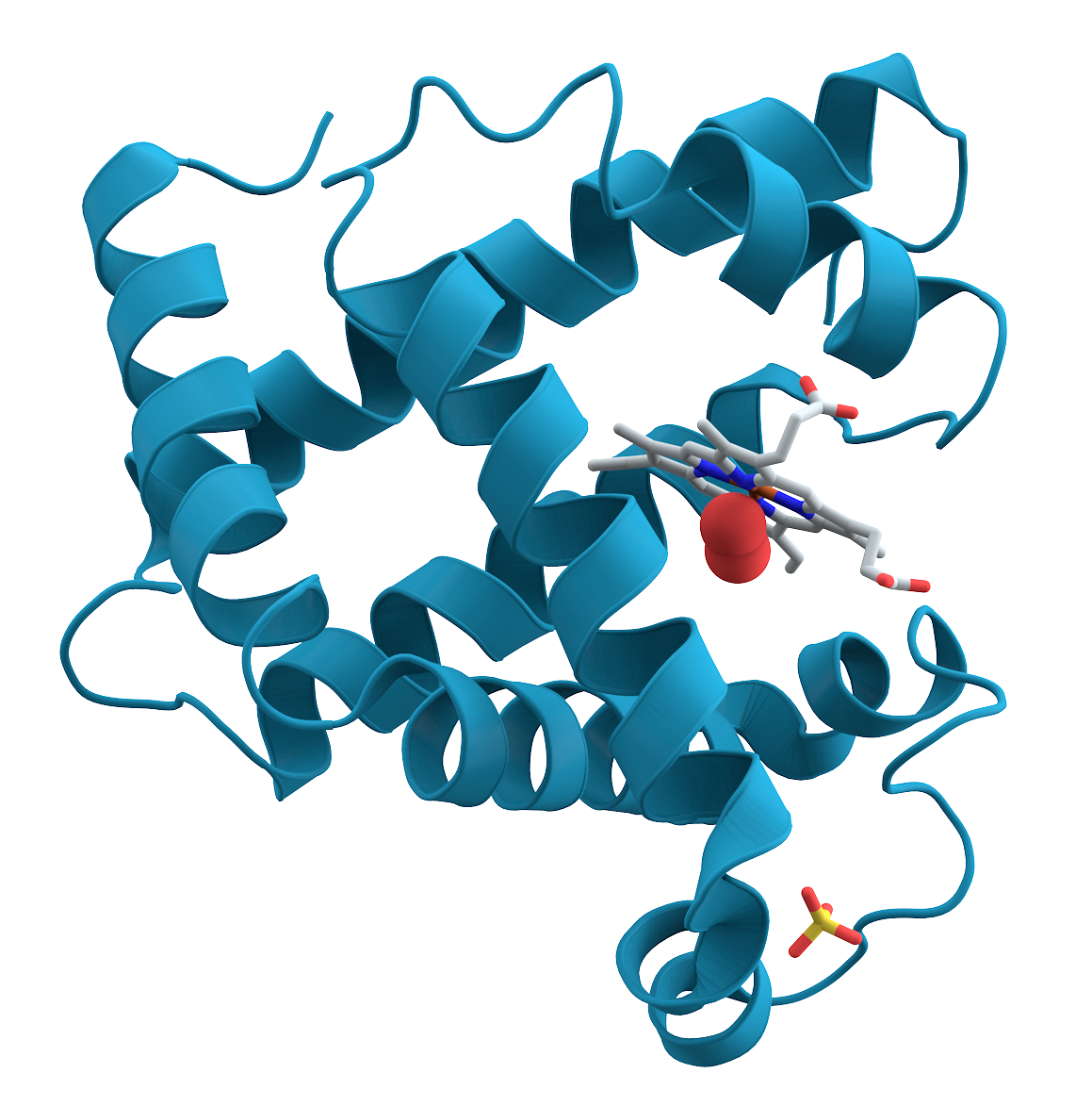 The structure of myoglobin. Public domain, via Wikimedia Commons.
